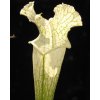 Sarracenia leucophylla, výběr z bílých rostlin