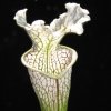 Sarracenia leucophylla, výběr z bílých rostlin