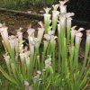 Sarracenia leucophylla, white top
