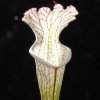 Sarracenia leucophylla, výběr z bílých rostlin