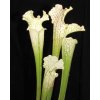 Sarracenia leucophylla, white top