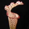 Sarracenia leucophylla, výběr z červeně žilkovaných rostlin