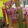 Sarracenia leucophylla, red veined top