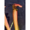 Sarracenia rubra ssp. wheryi, střední rostlina