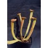 Sarracenia rubra ssp. wheryi, dospělá rostlina