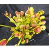 Dionaea muscipula Dentate Traps clone A
