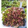 Dionaea muscipula 'Bohemian Garnet' 3 cm
