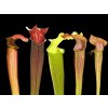 Small collection of Sarracenia rubra subspecies