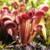 Dionaea muscipula Red Form (červená) - větší semenáče - 3 cm, 3 kusy