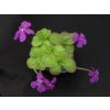 Pinguicula colimensis x moranensis "St. Maria Yucuhiti Mx.", střední 3 ks