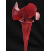 Sarracenia 'Cancan' medium plant