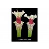 Sarracenia x moorei "Conecuh, Covington Co., Florida - Cedric Azais M54", dospělá