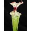 Sarracenia 'Leah Wilkerson' x 'Adrian Slack' klon D, dospělá rostlina