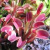 Dionaea muscipula - Red Form, 5-7 cm