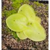 Pinguicula macrophylla "Pale Flower", střední