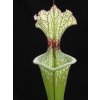 Sarracenia leucophylla x 'Adrian Slack' klon R