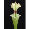 Sarracenia leucophylla x 'Adrian Slack' klon R