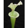 Sarracenia leucophylla x 'Adrian Slack' klon R