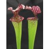 Sarracenia leucophylla x 'Adrian Slack' klon O, střední rostlina