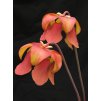 Sarracenia 'Cancan' dospělá rostlina