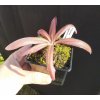 Pinguicula potosiensis "Red Leaf" x calderoniae, 3 střední rostliny