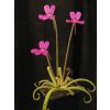 Pinguicula calderoniae x gypsicola, 3 střední rostliny