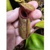 Nepenthes rajah x ovata - samice, 4-5 cm