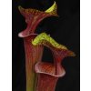 Sarracenia flava var. atropurpurea/ornata klon F133A, střední rostlina