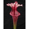 Sarracenia 'Přemysl Otakar I.' x 'Adrian Slack' klon B (3), dospělá rostlina