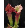 Sarracenia 'Přemysl Otakar I.' x 'Adrian Slack' klon F (12), dospělá rostlina