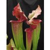 Sarracenia 'Přemysl Otakar I.' x 'Adrian Slack' klon F (12), dospělá rostlina