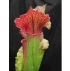 Sarracenia 'Přemysl Otakar I.' x 'Adrian Slack' klon F (12), dospělá rostlina