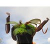 Nepenthes truncata x ramispina, 12-15 cm