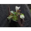 Nepenthes truncata x ramispina, 12-15 cm