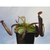 Nepenthes truncata x ramispina, 12-15 cm