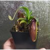 Nepenthes (truncata x aristolochioides) x (thorelii x aristolochioides) male 8-10 cm