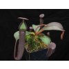 Nepenthes truncata x ramispina samec 8-10 cm