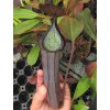 Nepenthes truncata x ramispina samec 8-10 cm