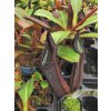 Nepenthes truncata x ramispina samec 8-10 cm
