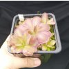 Pinguicula esseriana "Black Leaf" x potosiensis "Red Leaf", 3 medium-sized plants