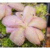 Pinguicula agnata "Red Leaf" (Thomas Carow)