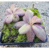 Pinguicula agnata "Red Leaf" (Thomas Carow), 3 střední rostliny