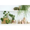 zavesny nastenny kvetinac design tamarki 32