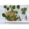 zavesny nastenny kvetinac design tamarki 20