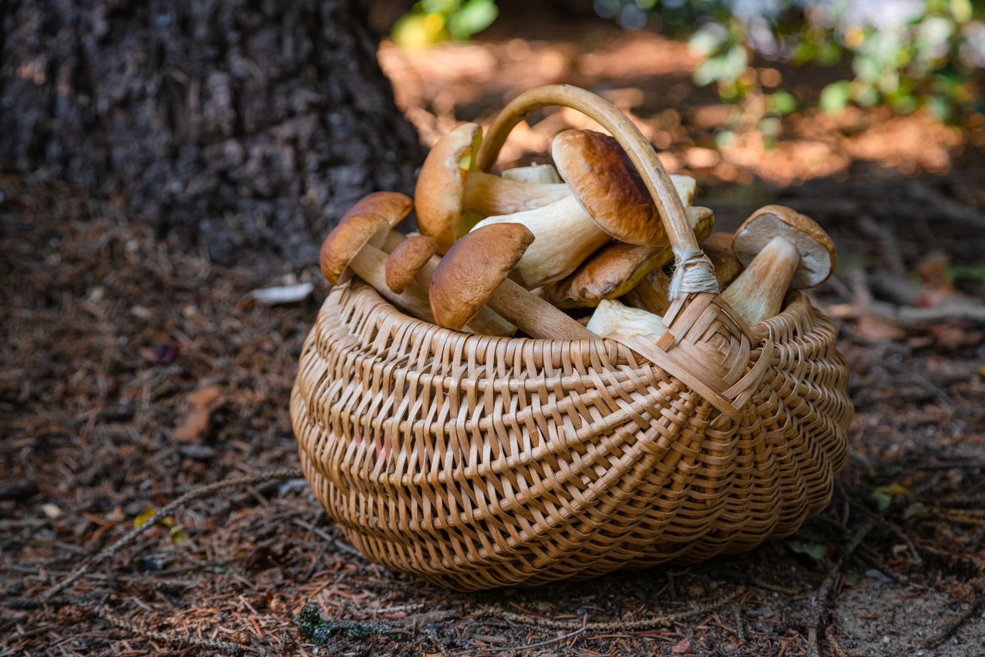 full-wicker-basket-boletus-mushrooms-forest