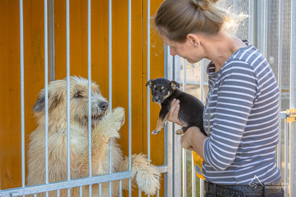 Pelíšky pro pejsky
