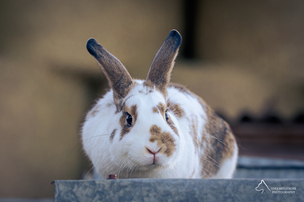 Vybavení pro drobné savce