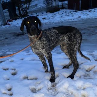 Edit.: JE DOMA 14.1.2026 Právě dovezen z Rudné mladý ohař, pes samec, na krku EVO. Umístěn u nás v útulku. Majitel může...