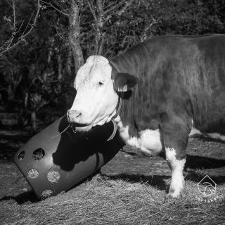 Odešla veliká dáma. Silná osobnost. A s ní i další kus mého srdce. Jituško, promiň, že jsi tu s námi byla tak krátce....