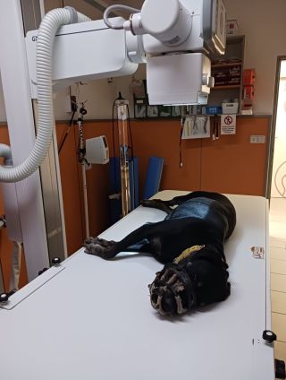 V útulku máme teď spoustu starších zvířátek a podzim - zima si na nich vždy vybírá svou daň. V neděli jsme byli na...